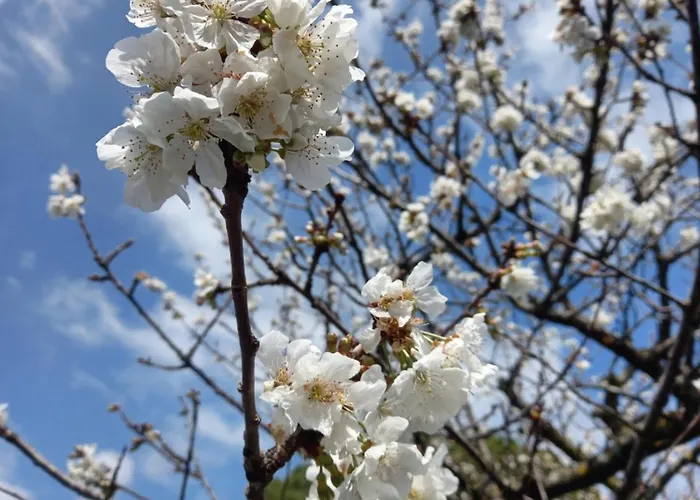 La Margherita Fiorita 3* 라벨로